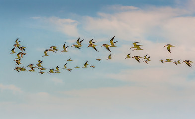 Flock of Black Skimmers in flight