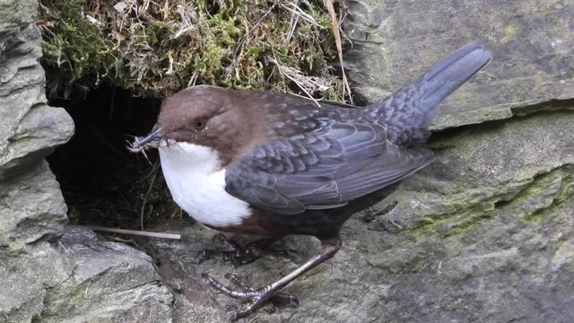 Wasseramsel, White-throated Dipper (Cinclus cinclus)