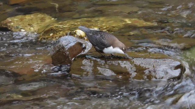 Wasseramsel, White-throated Dipper (Cinclus cinclus)