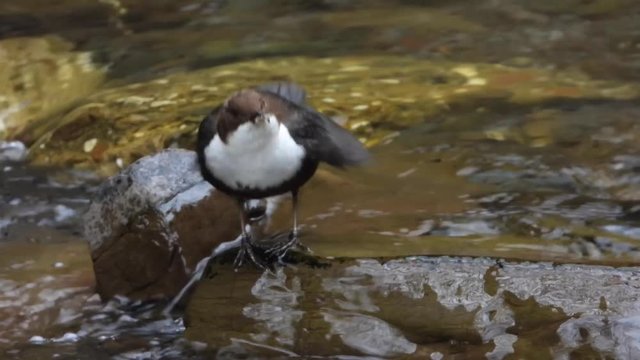 Wasseramsel, White-throated Dipper (Cinclus cinclus)