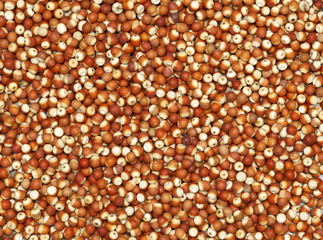 (Euryale ferox Salisb)Water lily seed Isolated on the white background 