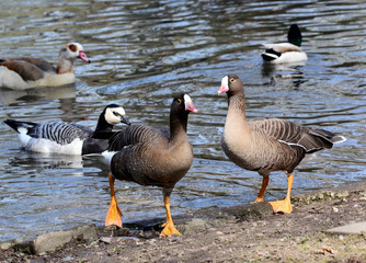 Zwerggans, Teich, Pärchen, 