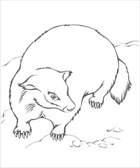 animals_draw_badger