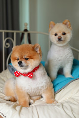 adorable pomeranian dog small animal in home, cute pet grooming face round short hairstyle