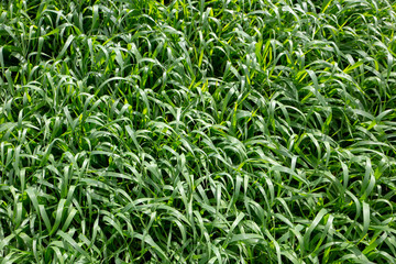Obraz premium Barley (Hordeum vulgare L.) is a major cereal crop primarily grown for its grain, but it also yields valuable forage that can be grazed, cut for hay or silage, or cut after grain harvest for straw
