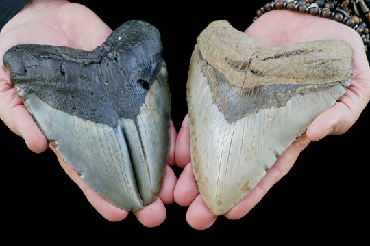 Large Megalodon Shark Pathological Double Tooth (Gemination) - Possibly The Rarest Tooth In The World