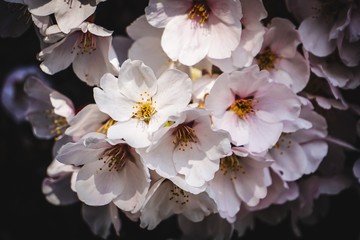 closeup on white cherry blossoms