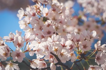 cluster of cherry blossoms