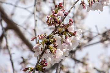 Cherry Blossoms; Sakura