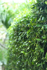 landscaping of green nature garden with water dew drop on leaf, springtime in the morning day