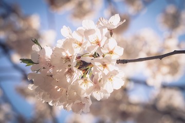 sunny cherry blossoms on branch