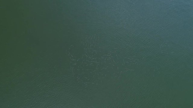 Aerial view of shoal of fish in sea. Video recorded in Vitoria, Espirito Santo, 2019.