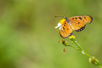 colourful butterfly stay on flower