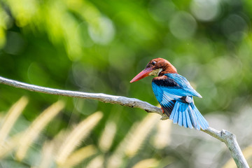 White-breasted Kingfisher perched (Halcyon smyrnensis)