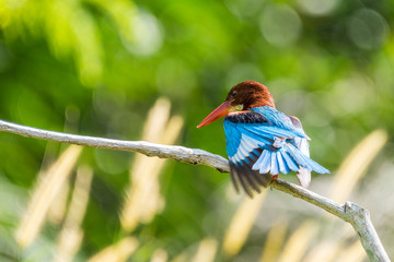 White-breasted Kingfisher perched (Halcyon smyrnensis)