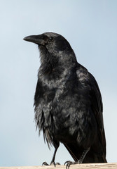 The Crow
