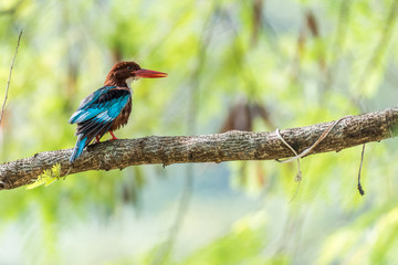 White-breasted Kingfisher perched (Halcyon smyrnensis)