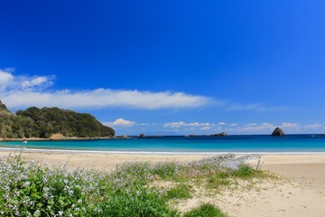ハマダイコンの花と青い海