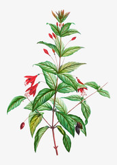 Fototapeta na wymiar Hardy Fuchsia flowers