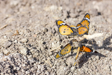 close up healthy and beautiful brown butterfly group resting at tree roots on ground
