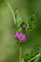 カラスノエンドウ