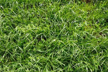 Tall fescue is a highly productive and persistent grass that is easy to manage, excellent insect and drought tolerance and persistence.