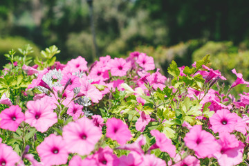 Obraz premium Tallahassee Garden