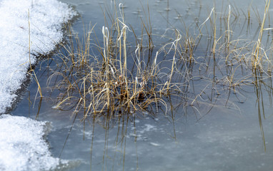 grass in water