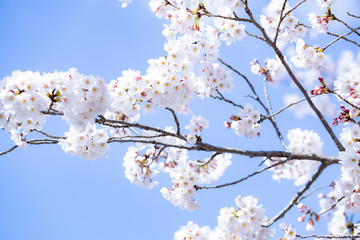 青空と桜