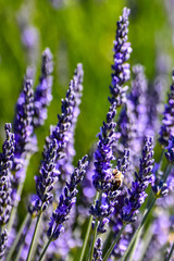 Obraz premium Lavender and bee