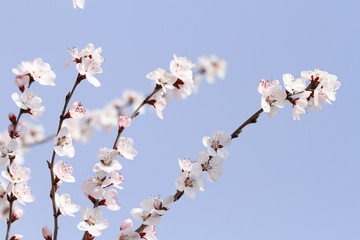 pink peach blossom in spring on blue sky background