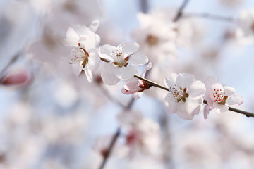 white cherry blossom in spring