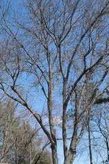 Bare tree branches with blue sky