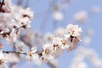 pink peach blossom in spring on blue sky background