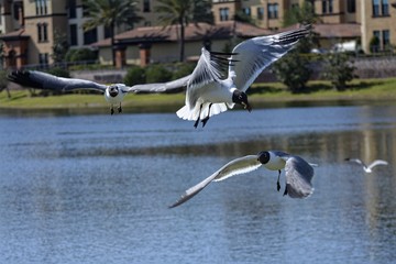 Birds Flying Low