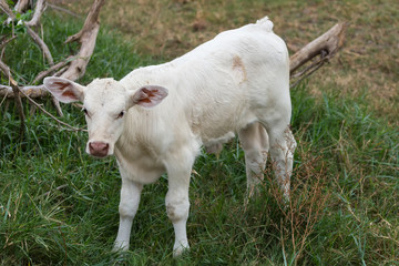 white baby cow or calf stand on green lawn