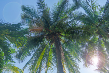 Fototapeta na wymiar Palm trees with coconuts on a background of blue sky on a sunny day in summer.