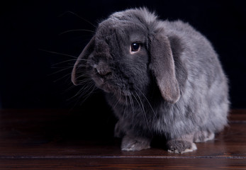 big gray rabbit on a dark wooden background