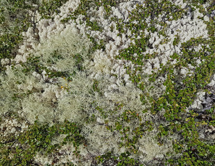 Close-up of the tundra plants and lichens - obrazy, fototapety, plakaty