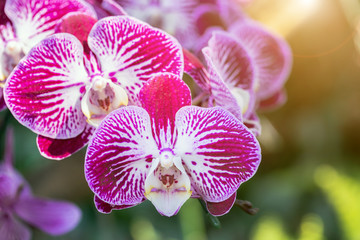 Orchid flower in orchid garden at winter or spring day for beauty and agriculture concept design. Phalaenopsis orchid.