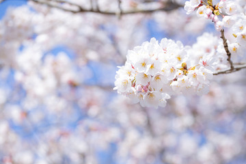 青空と桜