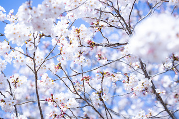 青空と桜