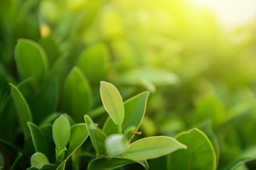 Obraz premium green leaf on blurred greenery background concept
