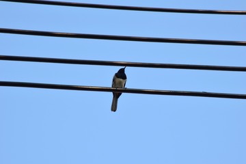 A  bird hold on the wire.
