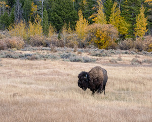 American Bison in Autumn on the Sagebrush Flats of Grand Teton National Park