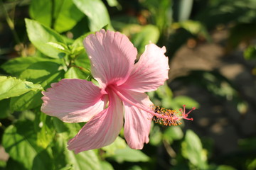 Light Pink Hibiscus Flower in Springtime
