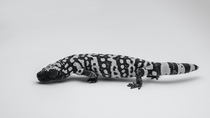 Gila Monster - Heloderma suspectum - Isolated - Black and White