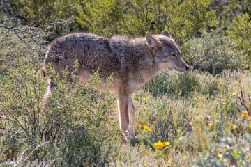 Arizona Coyote walking through the Desert in the Spring
