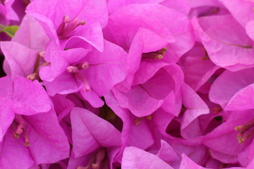 Fototapeta premium Pink Bougainvillea flowers are Blooming in Springtime