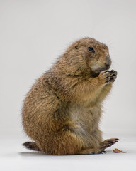 Black-tailed Prairie Dog sitting up Isolated on a White Background